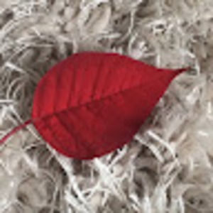 Meet your Posher, I_ latif